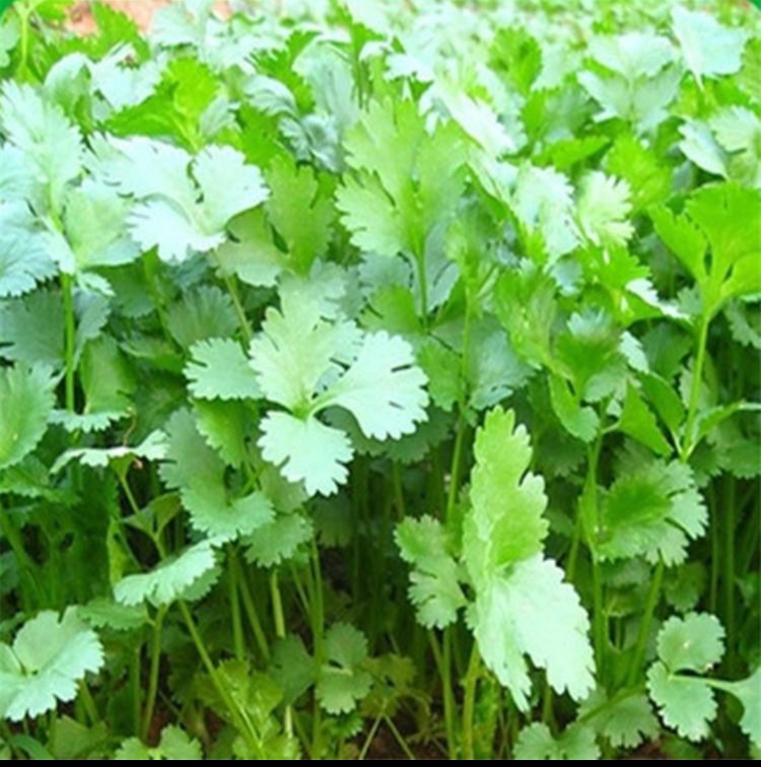 香菜