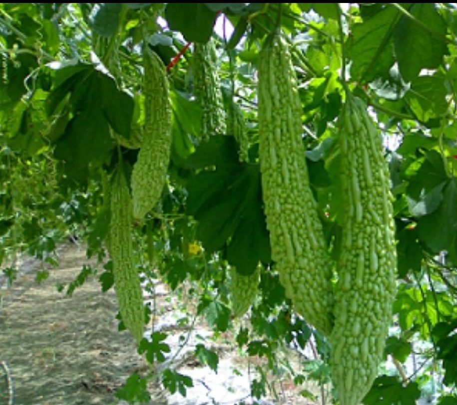 苦瓜