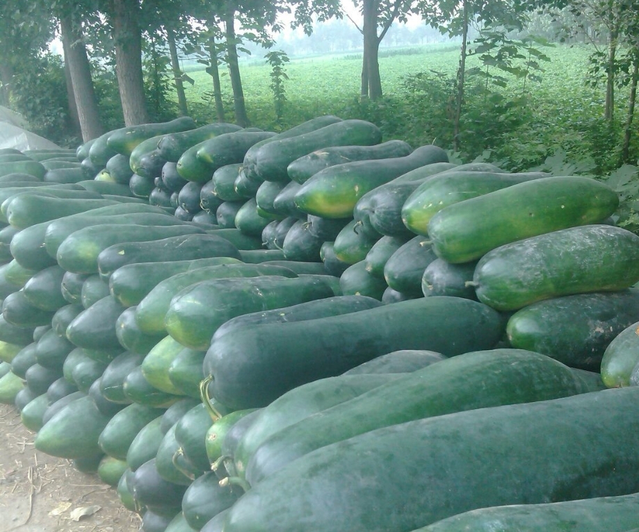 冬瓜