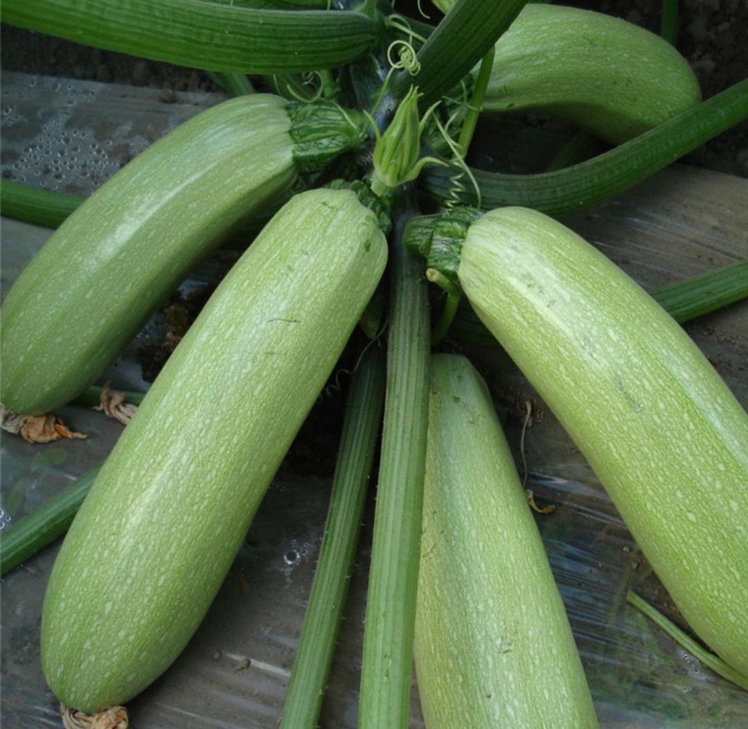 西葫芦（占缺）